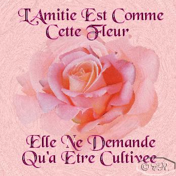 fleur pour une femme que j'aime